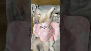 照れ屋な猫　#スコテッシュフォールド子猫 #catshorts