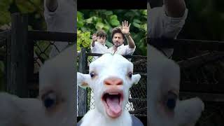 shah rukh khan with viral cute goat #shorts
