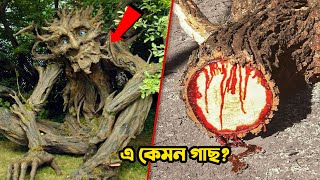 এই গাছ দেখলে পালান! পৃথিবীর সবচেয়ে অদ্ভুত গাছ || Top 8 Most Unusual Trees in the World | MSTV