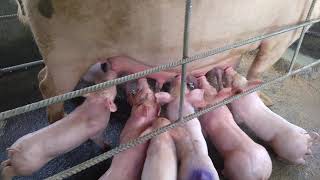 AMAZING PIGLETS - BREASTFEEDING