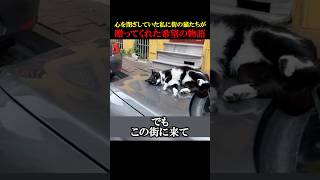 心を閉ざしていた私に街の猫たちが贈ってくれた希望の物語 #動物 #感動