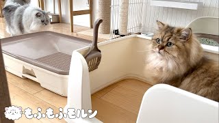 猫トイレを綺麗にしてみると… 【サイベリアン】