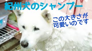 ☆お喋り紀州犬のシャンプー☆