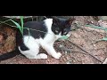 உடும்பு வேட்டை iguana hunting hunting new cat