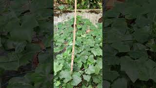 കോവലിൽ പുഴുശല്യം മാറാൻ /koval tips/cultivation /Malayalam