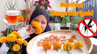 Berkenalan dengan bunga Marigold #yukberkebun #fromgardenumma