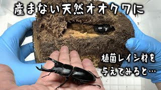 産まない天然オオクワにレイシ材を与えてみたらすごいことになった！