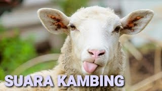 Suara Kambing, Kambing Bersuara Embek...Embek...