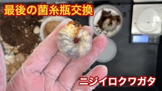 ニジイロクワガタ　最後の菌糸瓶交換　#クワガタ