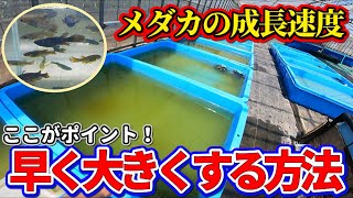 メダカの成長速度、稚魚が大きくならない原因と理由は？対策を紹介します！