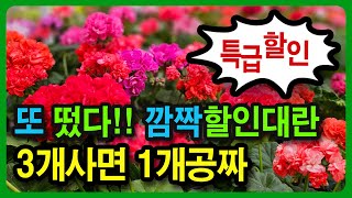 유럽제라늄 개별분양 떴다!!! 🎉딱 지금만 특가세일🎉역대 최저가 비교 👏대박할인 오늘 통크게 시원하게 쏩니다👏👏👏 무료 공짜  행운의 선물 어서 빨리 확인하세요.