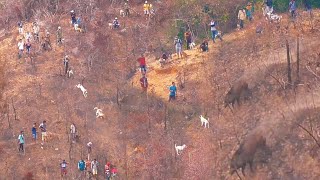 RAJA B4B1 !!! LARI SECEPAT KILAT DARI ATAS BUKIT DI KEJAR 4NJ1NG PEMBURU || BUKIK KANDUANG KAB SOLOK