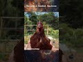 Chicken - Nature's Gimbal Machine