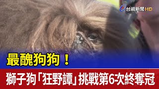 最醜狗狗！ 獅子狗「狂野譚」挑戰第6次終奪冠