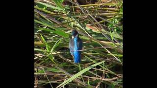 カワセミ狛江地区３番子の2 2024 09 11 #カワセミ #幼鳥 #野鳥 #birds #wildlife #nature #自然観察ぶらり散歩