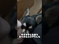 ココアの日常　ママが座っていると、あごのせしてくるチワワ　 チワワ 犬 chihuahua dog 犬のいる暮らし ブラックタン ココまろ あごのせ