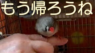 【文鳥・キンカチョウ】母には素直なあずき