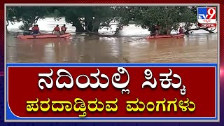 Karnataka Rain: Varada ನದಿಯಲ್ಲಿ ಸಿಲುಕಿ ಪರದಾಡ್ತಿರುವ  monkeys|Monsoon |Haveri |Tv9Kannada|