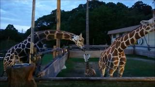 みさき公園のキリンさん（夜の特別公開時にて）