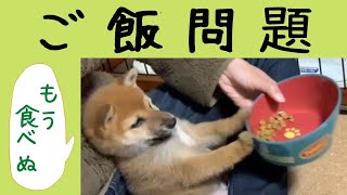 豆柴大吉＃２２『一人でご飯が食べ切れない時の仕草が可愛い♪でも、これって問題？』【仔犬】【生後２ヵ月】