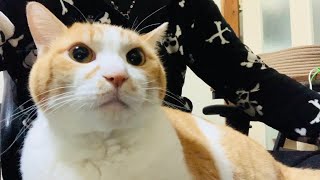 冷えてきた途端に甘えてきた猫がこちらです笑