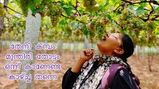 Kambam part -1തേനി കമ്പം മുന്തിരി തോട്ടം#Theni, Kambam grape garden #In Malayalam @Taaas Paradise 👍