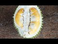 Harga Terkini Durian Musang King | Capri | Ang Bak Kia | Ang Hay | Ang Jin | Hor Lor