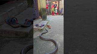 अचानक घर में घुस गया साँप 🐍😱 लोग हुए हैरान || Rescue Big Rat Snake #youtubeshorts #snake #sarp