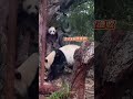 萌萌无奈：妹猪谁爱管谁管！ 大熊猫