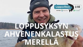 Loppusyksyn ahvenenkalastus merellä