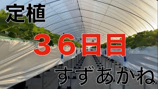 【いちご育成】苺の成長　定植36日目