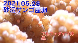 【サンゴ産卵】北谷町砂辺のサンゴナイトダイビング1弾