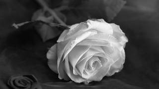Sarah Cowie Obituary - Calgary Community Mourning Reported Loss Amid Outpouring of Tributes