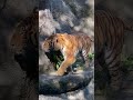 shorts くんくん❣️アムールトラ🐯のソーンくん　浜松市動物園　2023年6月17日