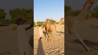 Female camel jumping in desert camel enjoy time #shorts