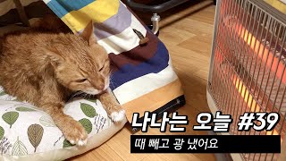 만20세 고양이 브이로그 | 때 빼고 광 냈어요 | 2020.12.21-27