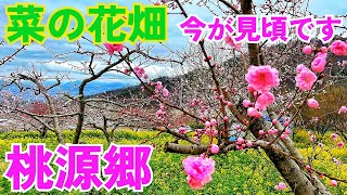 #89 【武田神社周辺と桃源郷の菜の花畑】そろそろ見頃ですよ