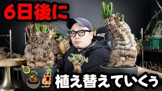 【良型ピグマエア】【ど迫力ムランジーナ】「植え替えする！✊」と決めてからすぐ植え替えできない男がようやく植え替えする動画w【植え替え＆発根チェック報告動画】