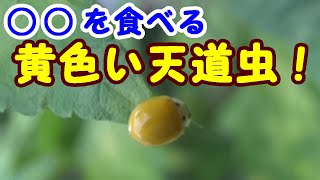 幸せの黄色いテントウムシ！その意外な食べ物とは…