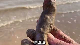 落大潮后，沙滩挖到了海老鼠，阳光下的海星很漂亮，大螃蟹怀孕了【海边鲜源】