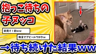 【2ch動物スレ】親ヌッコの前で抱っこアピールする子ネッコ→その結果ｗｗｗ