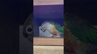 下を向いて何かに悩むインコ【ウロコインコのぽぽ】