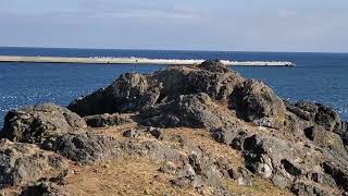 ウミネコの聖地『蕪島』！聞いてください！ウミネコの大合唱！