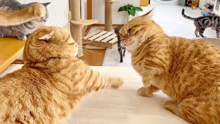 やばい...茶々くんがマジギレしてしまいました... #猫 #マンチカン