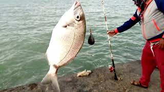 Fishing in Kuwait Sea | കടലിൽ ഒരു ചൂണ്ടയിടൽ | Lovely Nature.