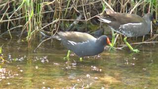 [4K] バン（2）4K（ソニーFDR-AX100） - Common Moorhen - Wild Bird - 野鳥 動画図鑑