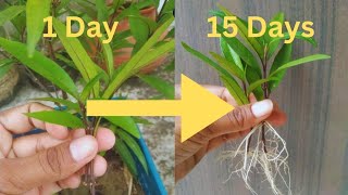 सुख-शांति का पोधा || cutting propagation of justicia plant in 15 days||care tips