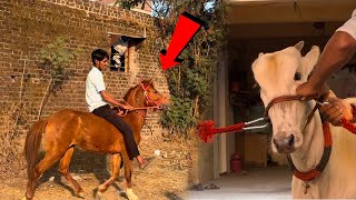 आजपासून आम्ही केला घोडीला पळण्याचा सराव चालू | #khillar #khillarcow