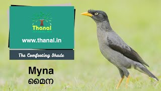 Myna (മൈന)