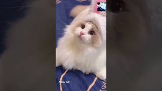 പൂച്ച സാർ🐈|Animal fun dub 04| cat dog|malayalam_dubbing|Chppi Chippi|#respect#trending #viral #funny